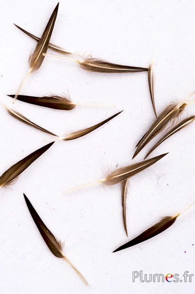 Perdrix couronnes - 4-5 cm - brun naturel